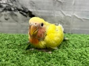 コザクラインコ ヒナ (色変わり)