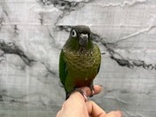 ホオミドリアカオウロコインコ ヒナ