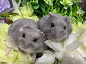 【2025.03/14撮影】お背中の白い模様がチャームポイント❗️