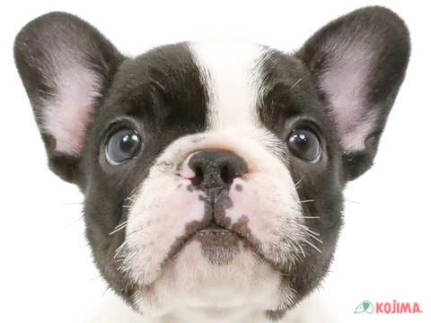 千葉県のフレンチブルドッグ (コジマウエルケアセンター/2025年1月2日生まれ/男の子/パイド)の子犬