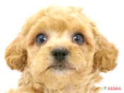 ハーフ犬（ビションプー）