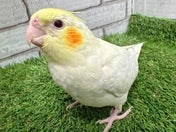 オカメインコ ヒナ (色変わり)