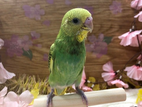 【3月16日撮影】