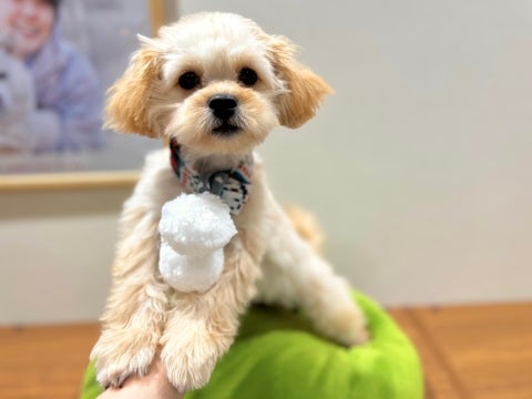 2025/03/18 トリマーさんにカットしてもらって、さっぱり💇‍♀️