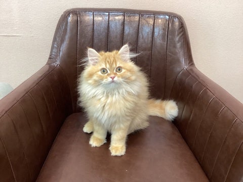 2025/3/19更新　ふわふわボディで甘えん坊さん💖💖