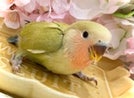 コザクラインコ ヒナ (色変わり)