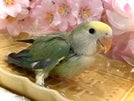 コザクラインコ ヒナ (色変わり)