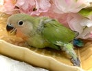 コザクラインコ ヒナ (ノーマル)