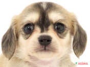 ハーフ犬（チワックス）