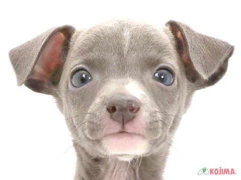 東京都のイタリアングレーハウンド (コジマ木場店/2025年1月18日生まれ/男の子/ブルーホワイト)の子犬