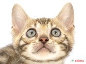 ベンガル