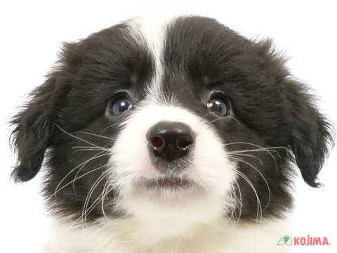 東京都のボーダーコリー (コジマ花小金井店/2025年1月19日生まれ/男の子/ブラックホワイト)の子犬
