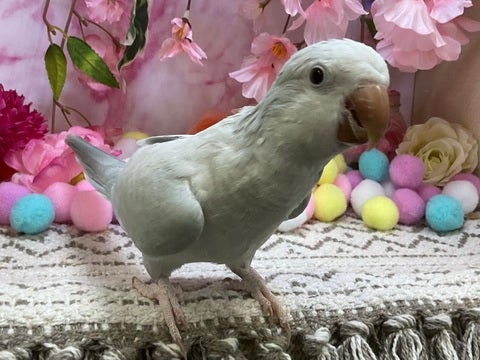 【2025年3月20日撮影】カメラもへっちゃら！✨