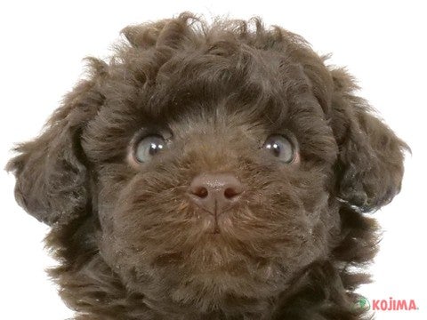 東京都のトイプードル(トイ) (コジマ練馬店/2025年1月21日生まれ/女の子/ブラウン)の子犬