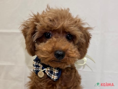 3/23撮影　むくむくちゃん(*^^*)