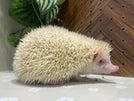 ピグミーヘッジホッグ (アルビノ)