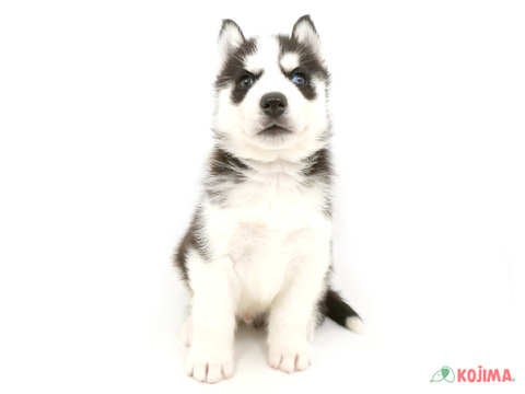 【2025/3/24撮影】好奇心旺盛で、いたずら好きなワンちゃんです☆鋭い表情の中にも親しみやすさがにじみ出てしまいます♪