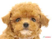 ハーフ犬（マルプー）