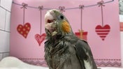 オカメインコ ヒナ