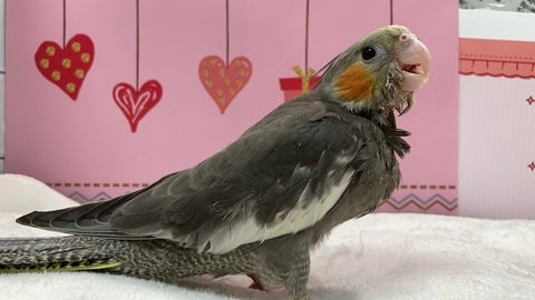 食欲旺盛で元気いっぱいなオカメちゃん