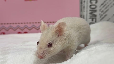 赤目のハムちゃん！