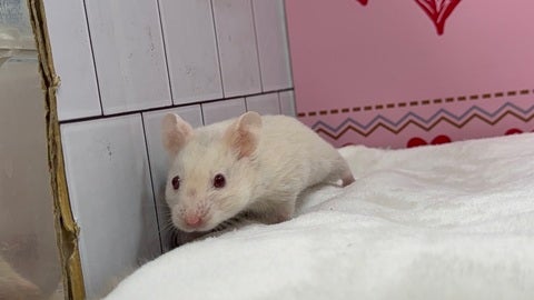 クリーム系です♡
