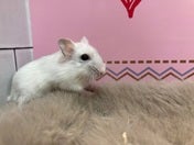 パールドワーフハムスター