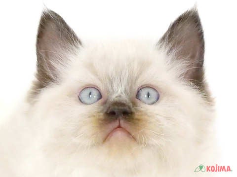 千葉県のラグドール (コジマ松戸店/2025年2月2日生まれ/男の子/シールポイント)の子猫