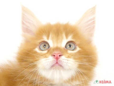 東京都のターキッシュアンゴラ (コジマ八王子店/2025年2月1日生まれ/男の子/レッドタビー)の子猫