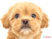 ハーフ犬（ペキプー）