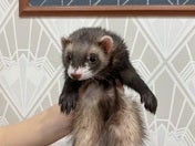 マーシャルフェレット