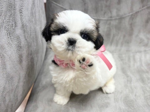 2025.4.7撮影　元気いっぱい！遊ぶの大好き🥰
