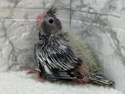 オカメインコ ヒナ (ナミ)