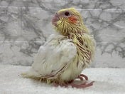 オカメインコ ヒナ (シロ)