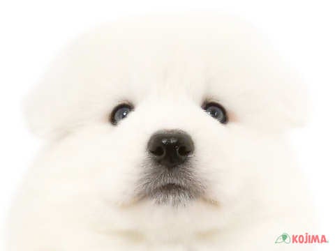 神奈川県のサモエド (コジマニトリモール相模原店/2025年2月7日生まれ/男の子/ホワイト)の子犬