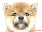 柴犬