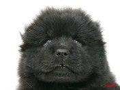 チャウ・チャウ