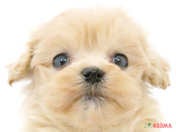 ハーフ犬（マルプー）