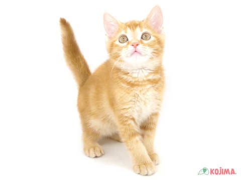 【2025/4/7撮影】優しく温和、お茶目で愛嬌があり、とても扱いやすいネコちゃんです♪