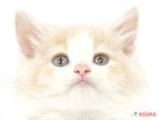 ノルウェージャン・フォレスト・キャット