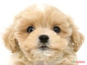 ハーフ犬（マルプー）