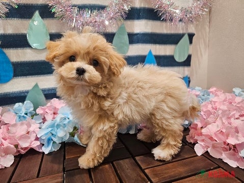 【2025/4/10撮影】おなかを出して甘えてくれます💓