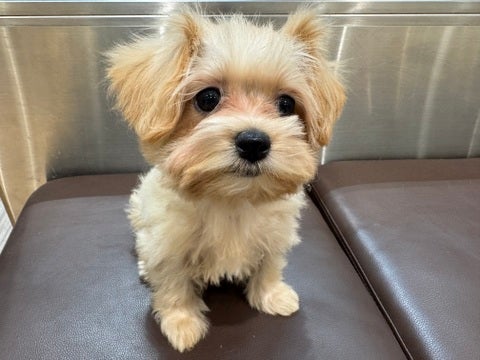 2025/04/10撮影  むむむってお口してる🐶