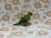 セキセイインコ ヒナ