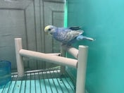 セキセイインコ ヒナ