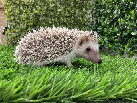 2025/04/10撮影📸　※写真はイメージです