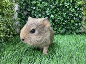 ショートモルモット