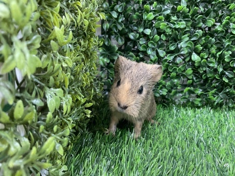 2025/04/10撮影📸　※写真はイメージです