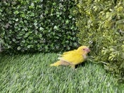 セキセイインコ ヒナ