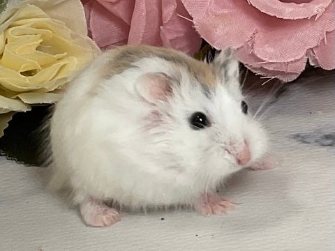 4/10撮影🐹